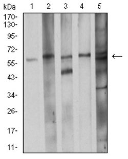 CDC37 Antibody (6B3B7) - BSA Free, Novus Biologicals:Antibodies:Primary
